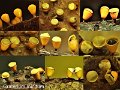 Craterium minutum-amf1972